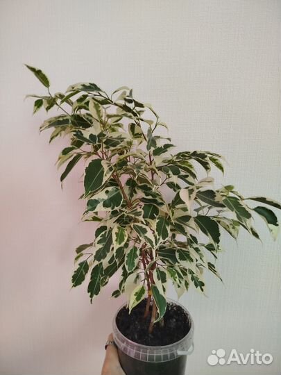 Фикус твилайт