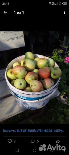 Продам кабачки и яблоки