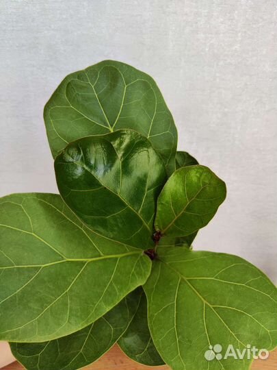 Фикус лирата бамбино