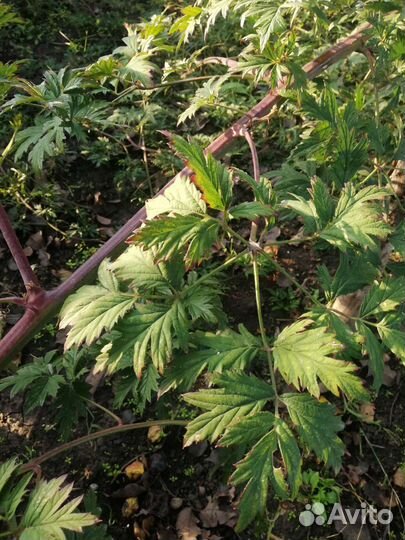 Клубника, ежевика саженцы