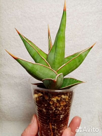 Сансевиерия сортовая, Индонезия