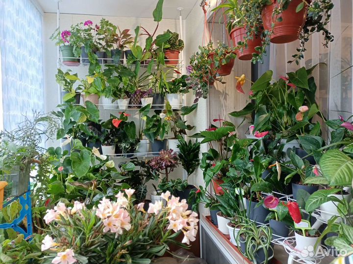 Комнатные цветочки