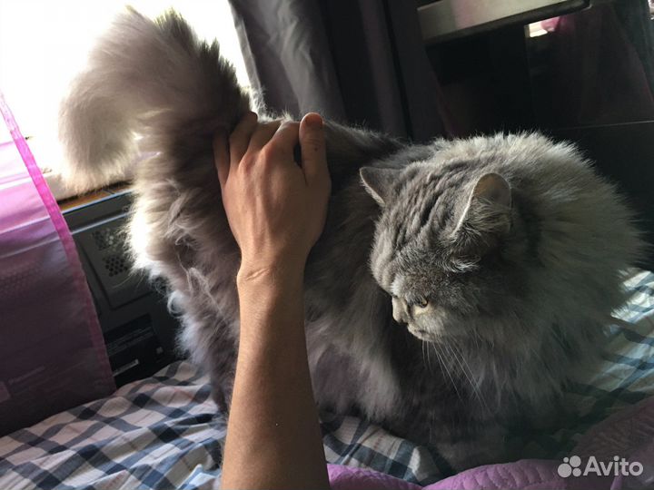 Котик Мартин 13 лет шотландец