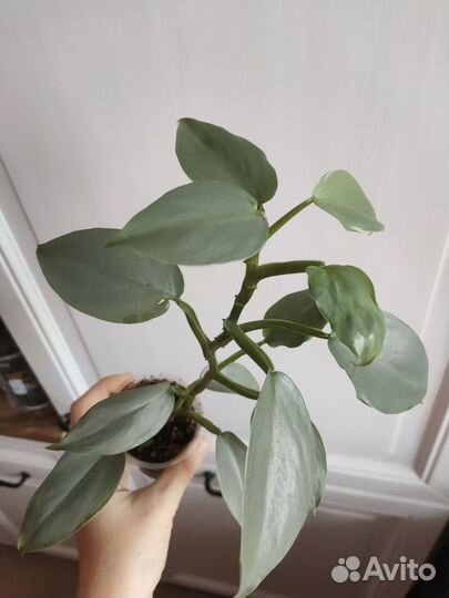 Филодендрон хастатум / сильвер квин