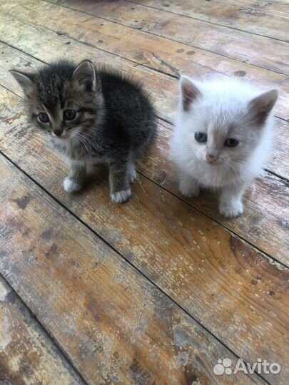 Котики бесплатно
