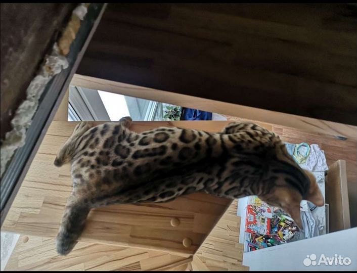 Вязка бенгальский самец