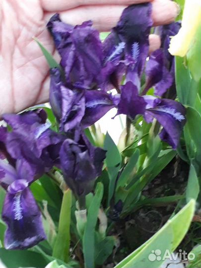 Осока Морроу ice dance и растения для альп. горки