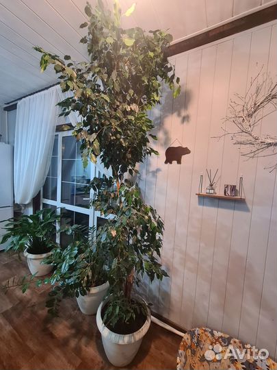 Фикус Бенжамина