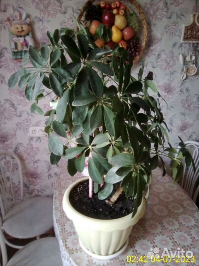 Комнатные цветы шефлера