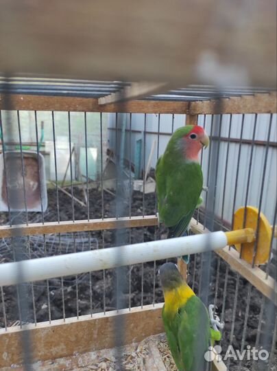 Неразлучники