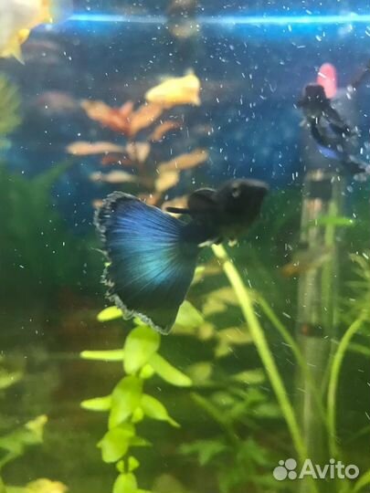 Гуппи чистые линии, Меченосцы, Сомики, Креветки