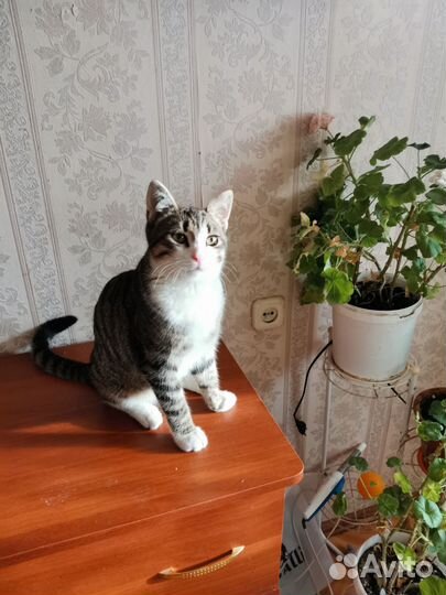 Котенок Барсик