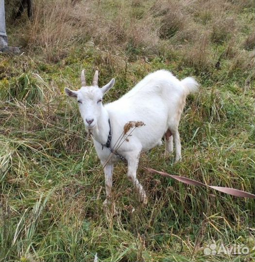 Коза дойная