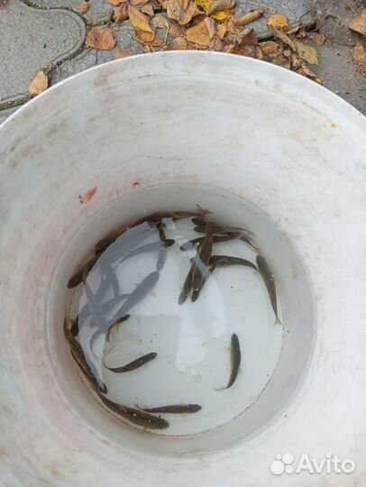 Живец для рыбалки