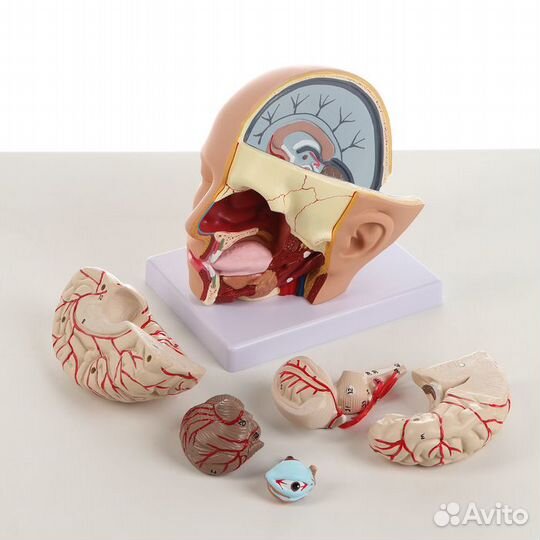 Макет 'Голова человека' разборная, 20х20х15см