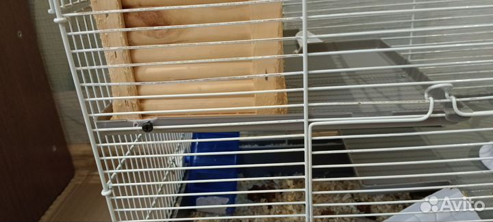 Милашки Дамбо