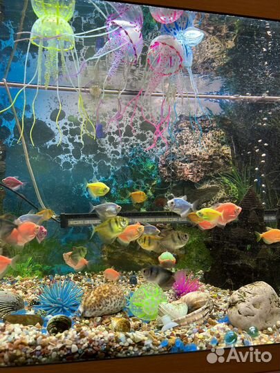 Аквариум с рыбками