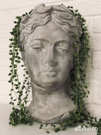 Сенецио-крестовник Роули/Геррейна