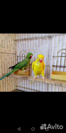 Ожереловый попугай