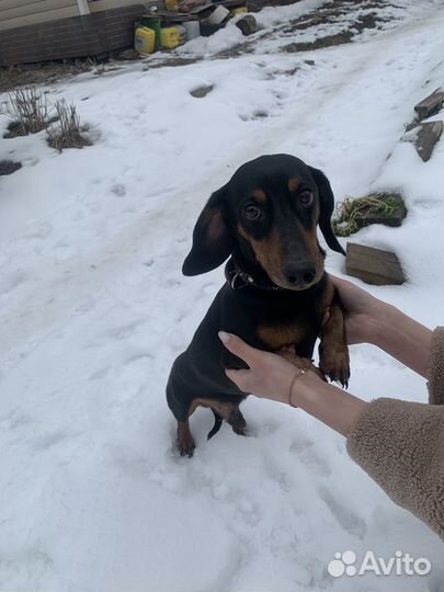 Случка такса мальчик