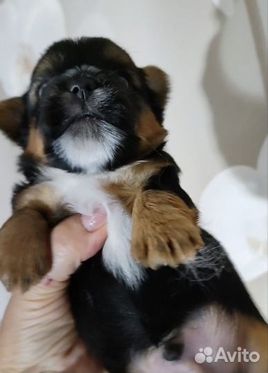 Йоркширский терьер