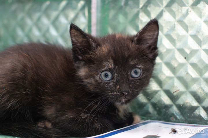 Отдаются котята в добрые руки