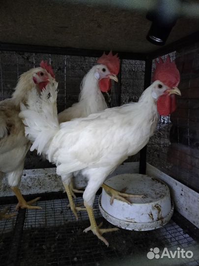 Молодые петухи