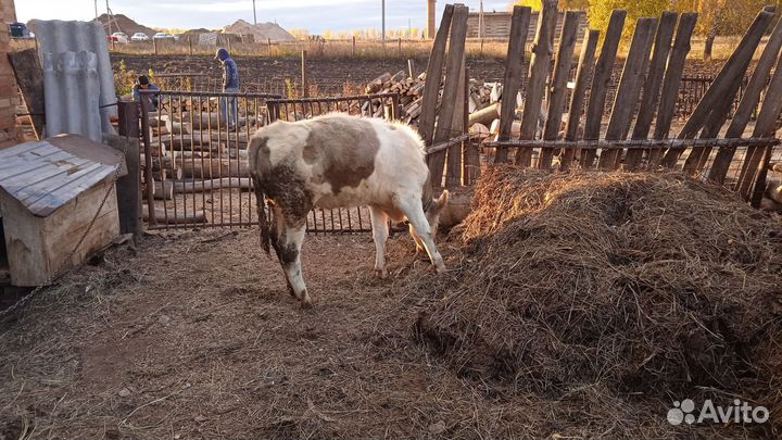 Продам телку