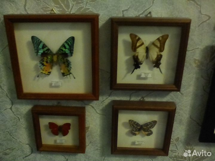 Коллекция натуральных тропических бабочек