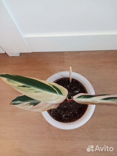 Горшки кашпо для цветов (керамика,пластик) привезу