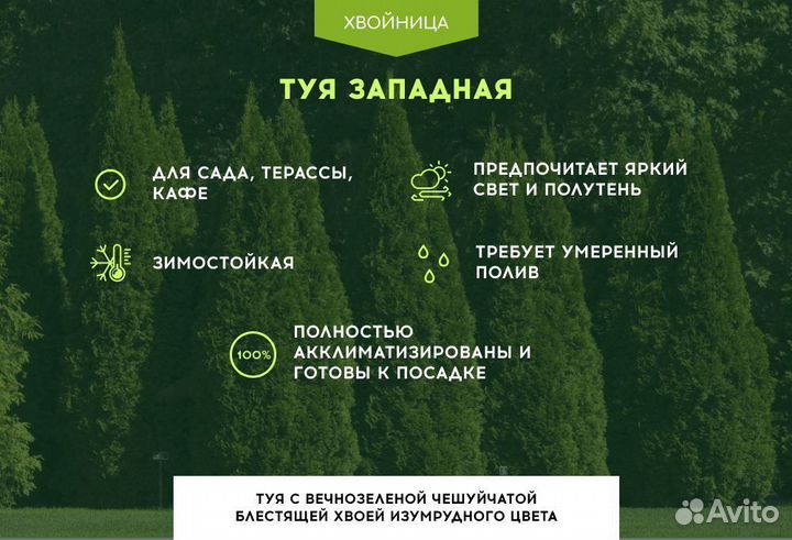 Туя Брабант 1,5 м