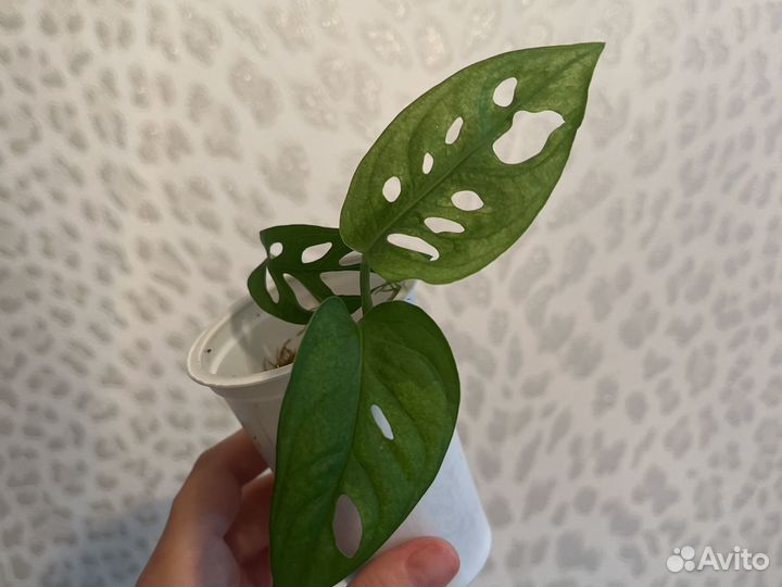 Монстера адансона вариегатная