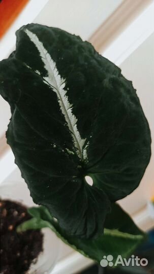 Сингониумы