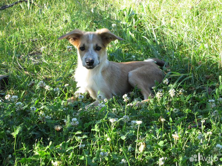 Щенята в добрые руки