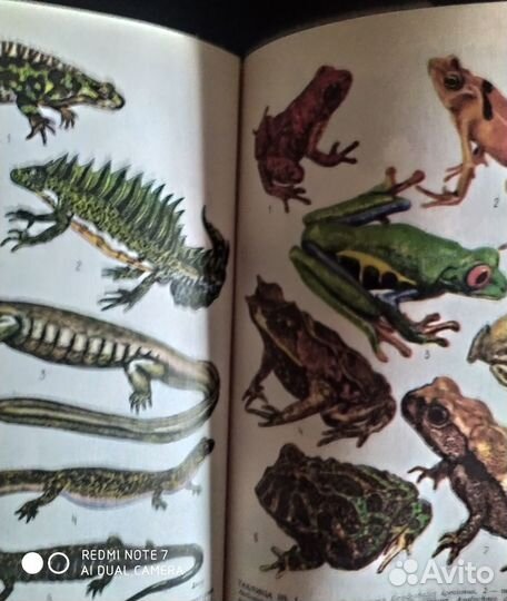 Редкие и исчезающие животные (земноводные и пресм)