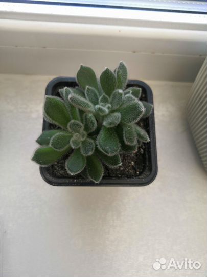 Эхеверия атласная