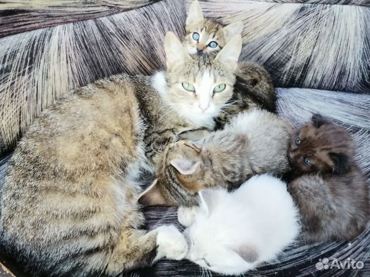 Котята 2 мальчика и 1 девочка
