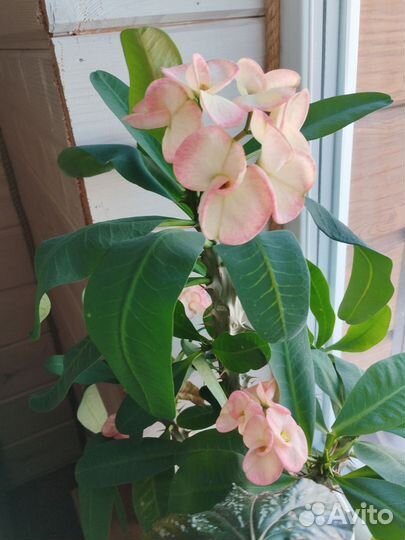 Молочай Миля крупноцветковый