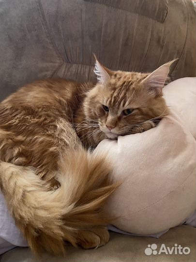 Коты майкуны