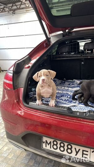 Американский булли девочка