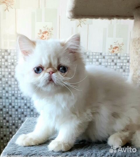 Персидский котенок ред-пойнт