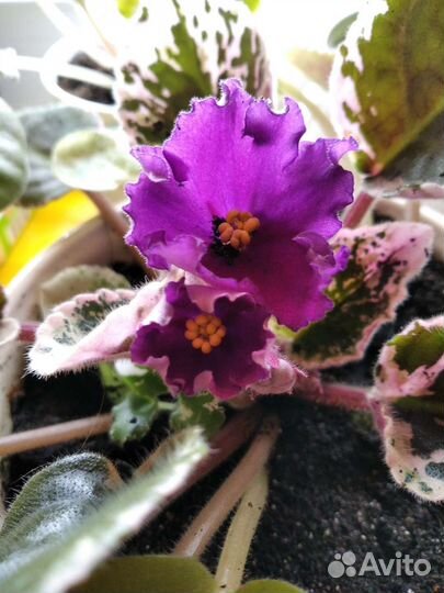 Сортовые фиалки