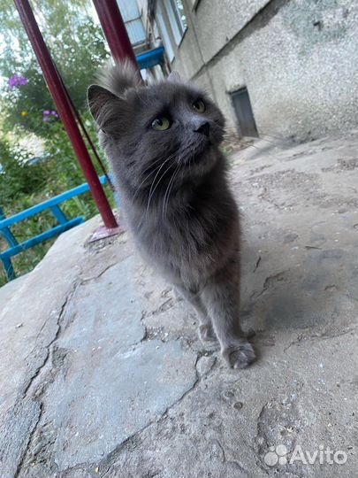 Кошка