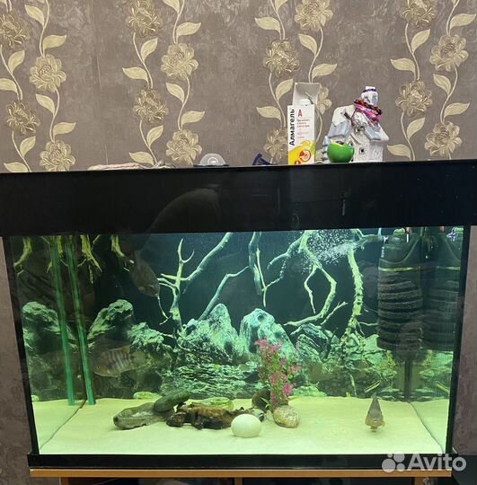 Аквариум