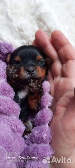 Вязка с курносым мини йоркширским терьером