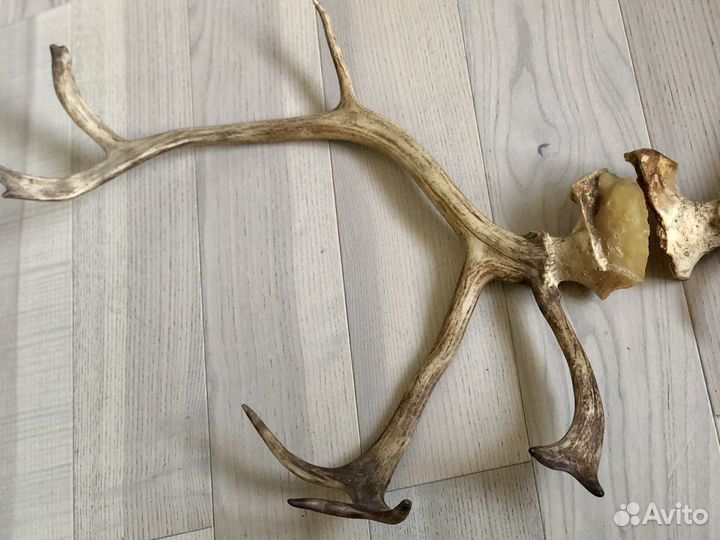 Рога оленя