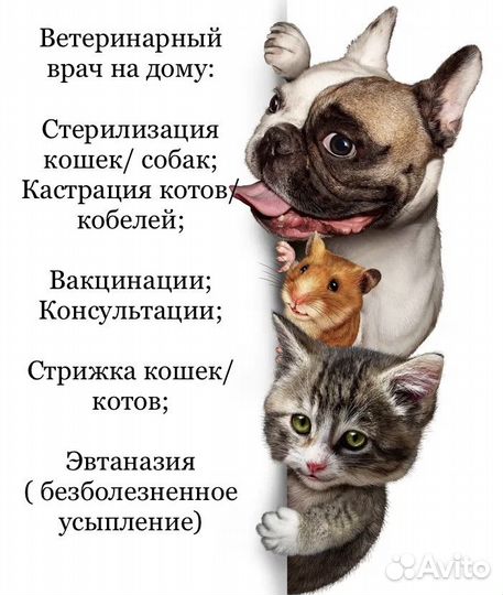 Ветеринарный врач