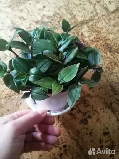 Традесканция мелколистная