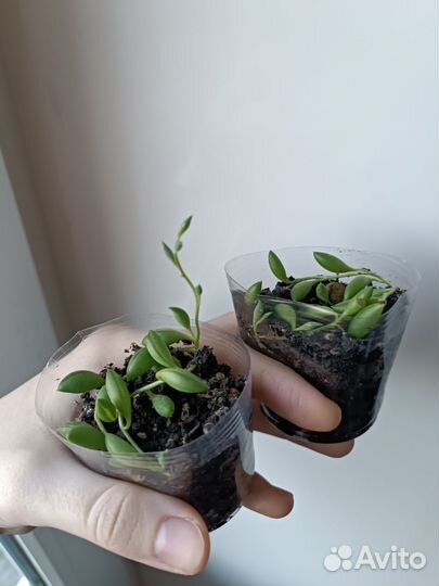 Крестовник Роули и Геррейна