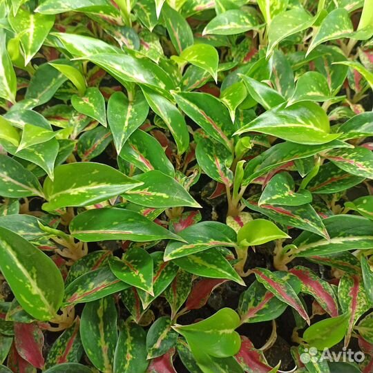 Саженцы горшечных растений опт